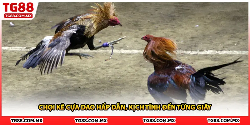 Chọi kê cựa dao hấp dẫn, kịch tính đến từng giây