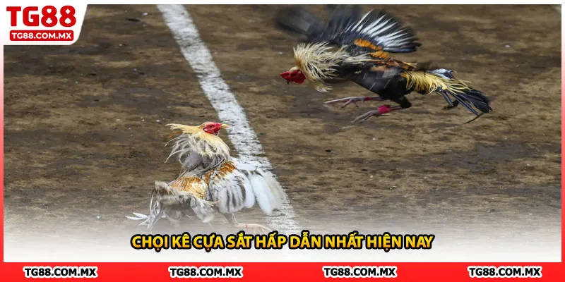 Chọi kê cựa sắt hấp dẫn nhất hiện nay