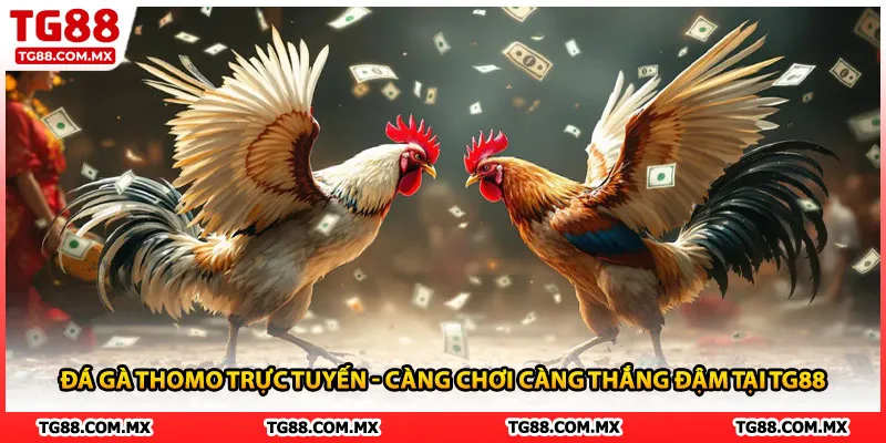Đá Gà Thomo Trực Tuyến - Càng Chơi Càng Thắng Đậm Tại TG88