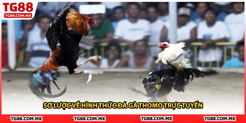 Sơ lược về hình thức đá gà thomo trực tuyến